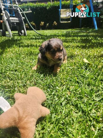 Mini Dachshund x Maltese designer breed Mauxie