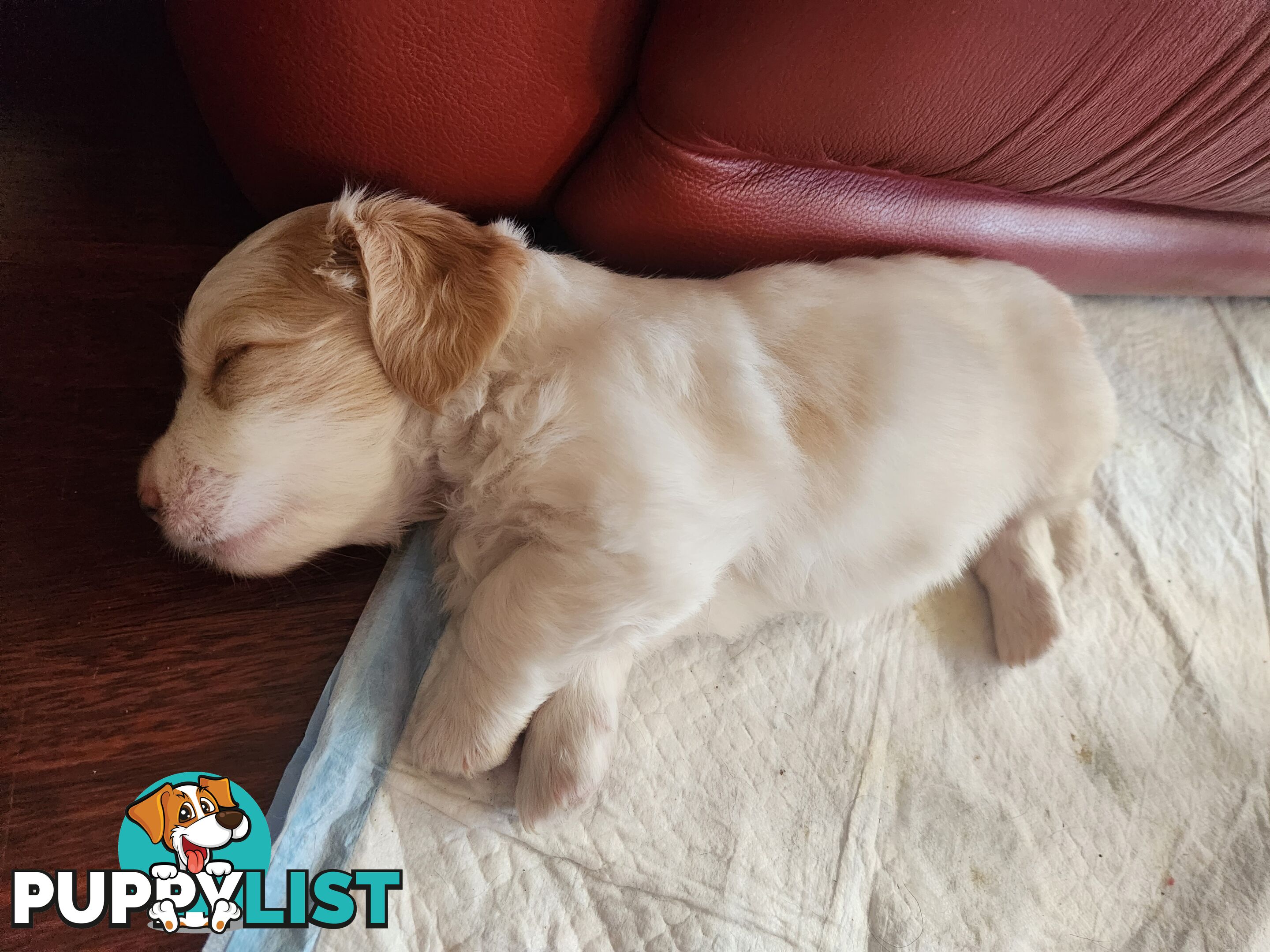 Mini Dachshund x Maltese designer breed Mauxie