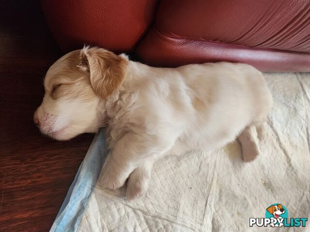 Mini Dachshund x Maltese designer breed Mauxie