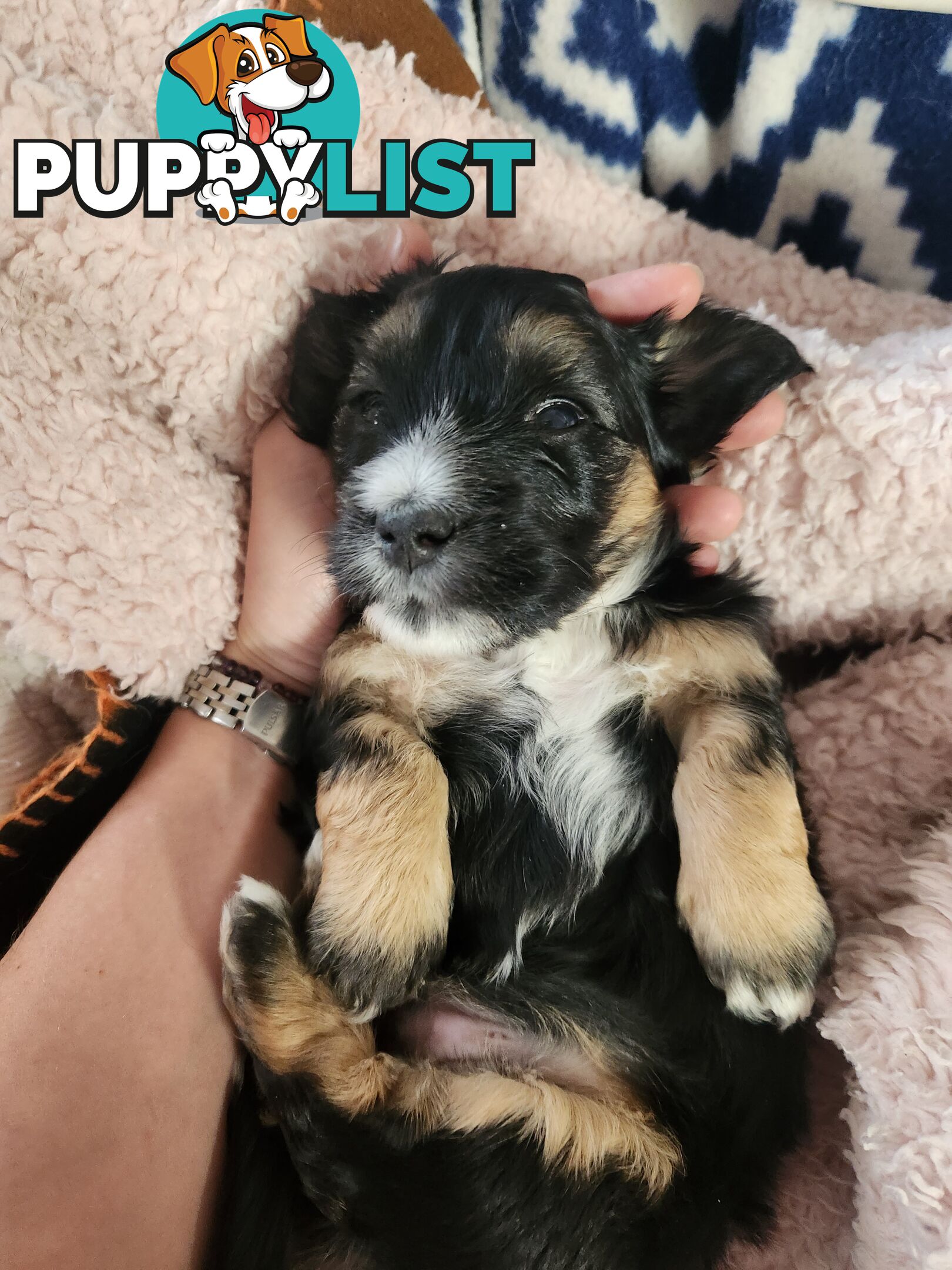 Mini Dachshund x Maltese designer breed Mauxie