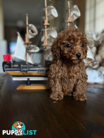 Toy Poodle Tiny Teacup Toy Poodle Red Puppies