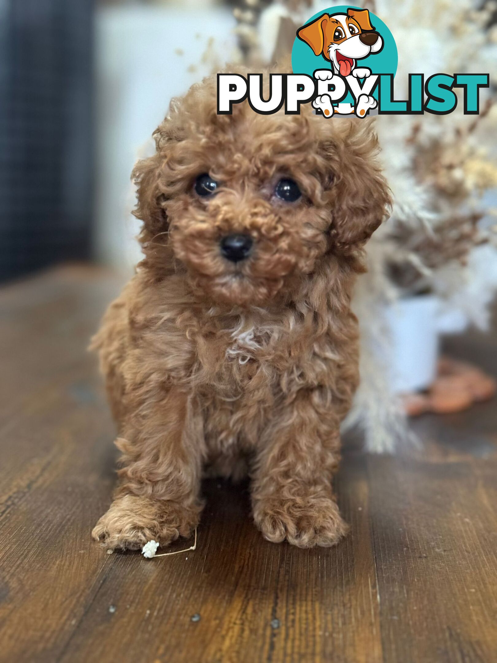 Toy Poodle Tiny Toy Poodle Red Puppies