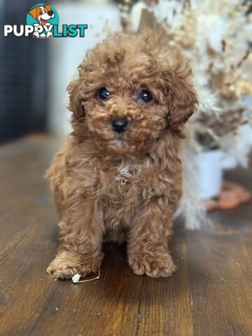 Toy Poodle Tiny Toy Poodle Red Puppies