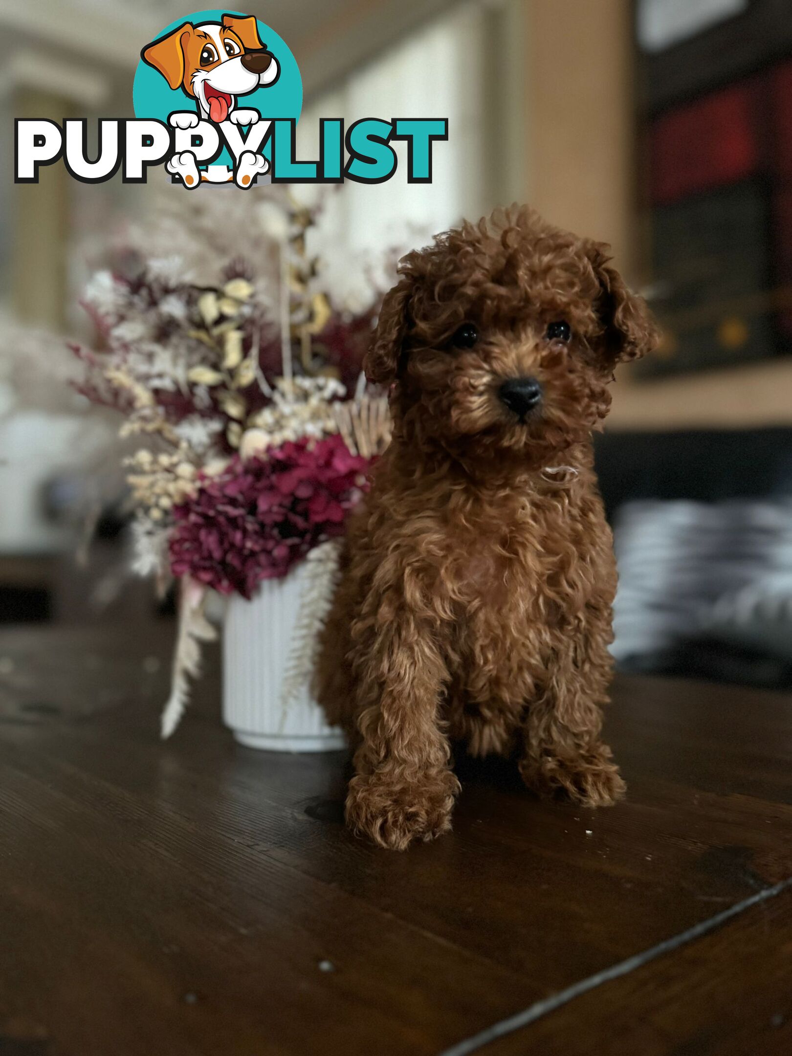 Toy Poodle Tiny Toy Poodle Red Puppies