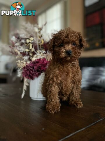 Toy Poodle Tiny Toy Poodle Red Puppies