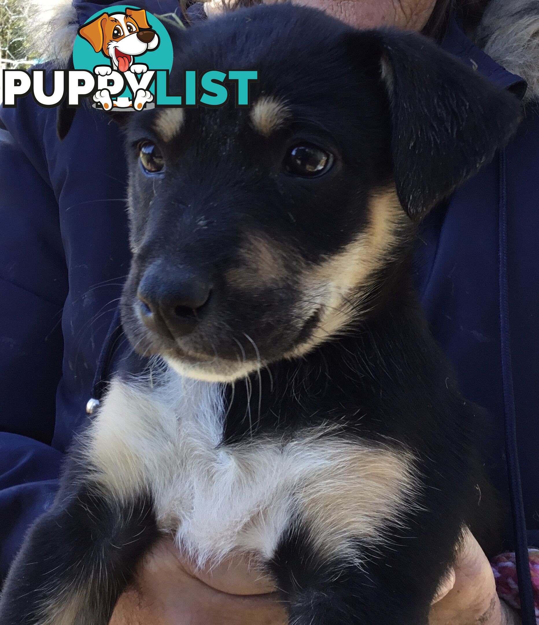 Border Collie x Blue Heeler x Kelpie Puppies
