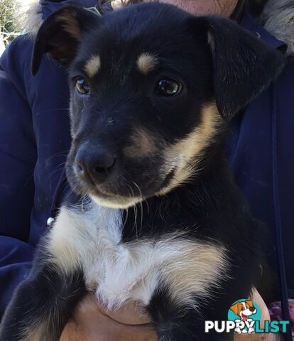 Border Collie x Blue Heeler x Kelpie Puppies