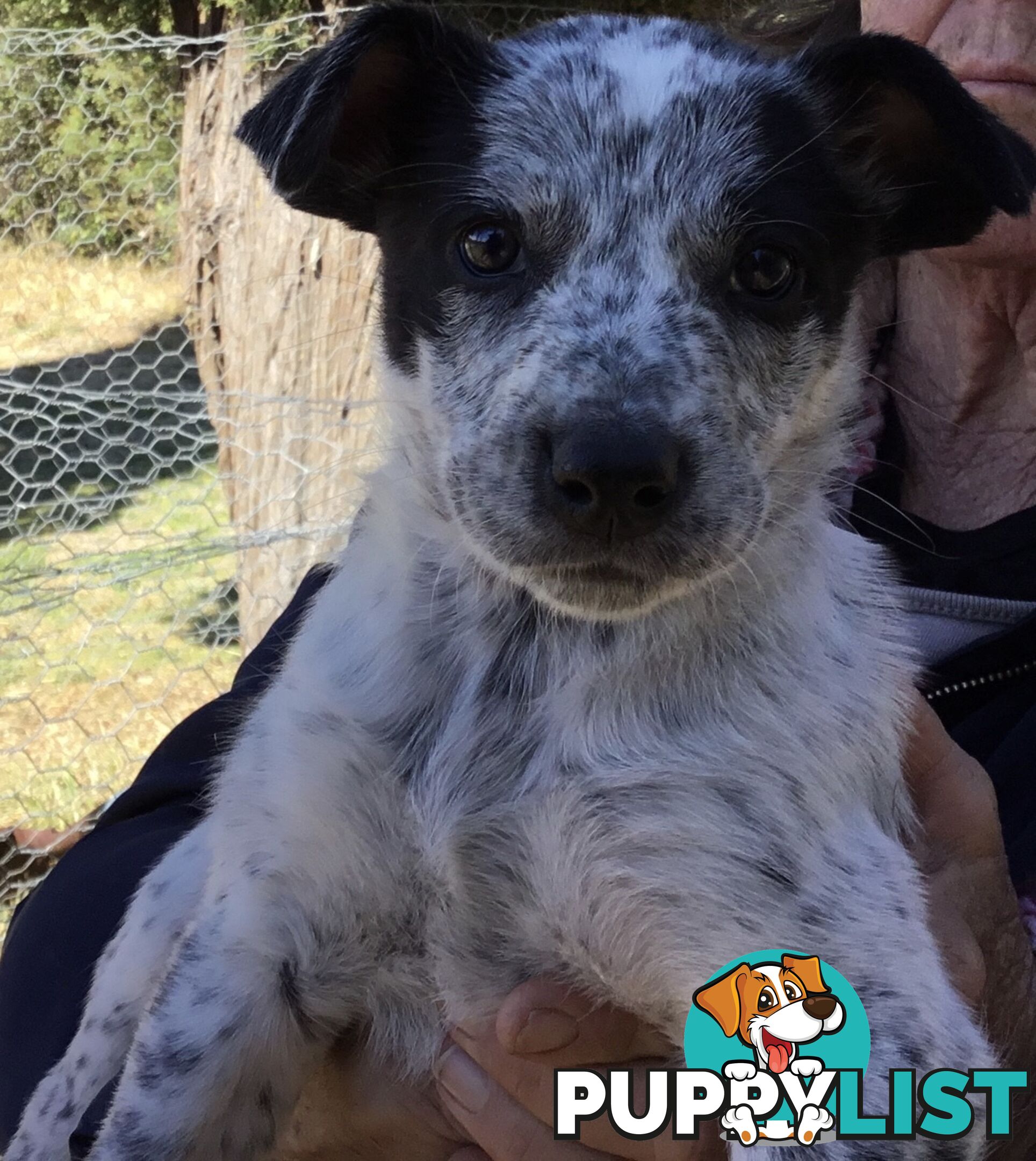 Border Collie x Blue Heeler x Kelpie Puppies