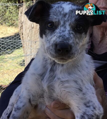 Border Collie x Blue Heeler x Kelpie Puppies