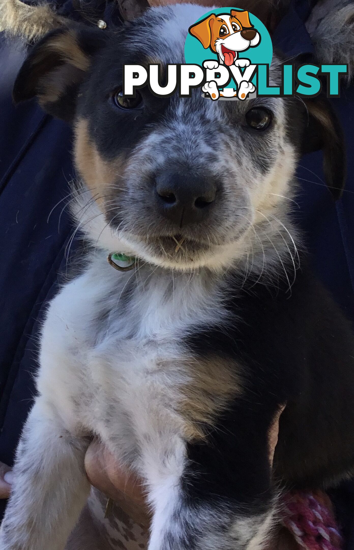Border Collie x Blue Heeler x Kelpie Puppies