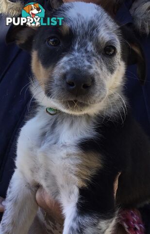 Border Collie x Blue Heeler x Kelpie Puppies