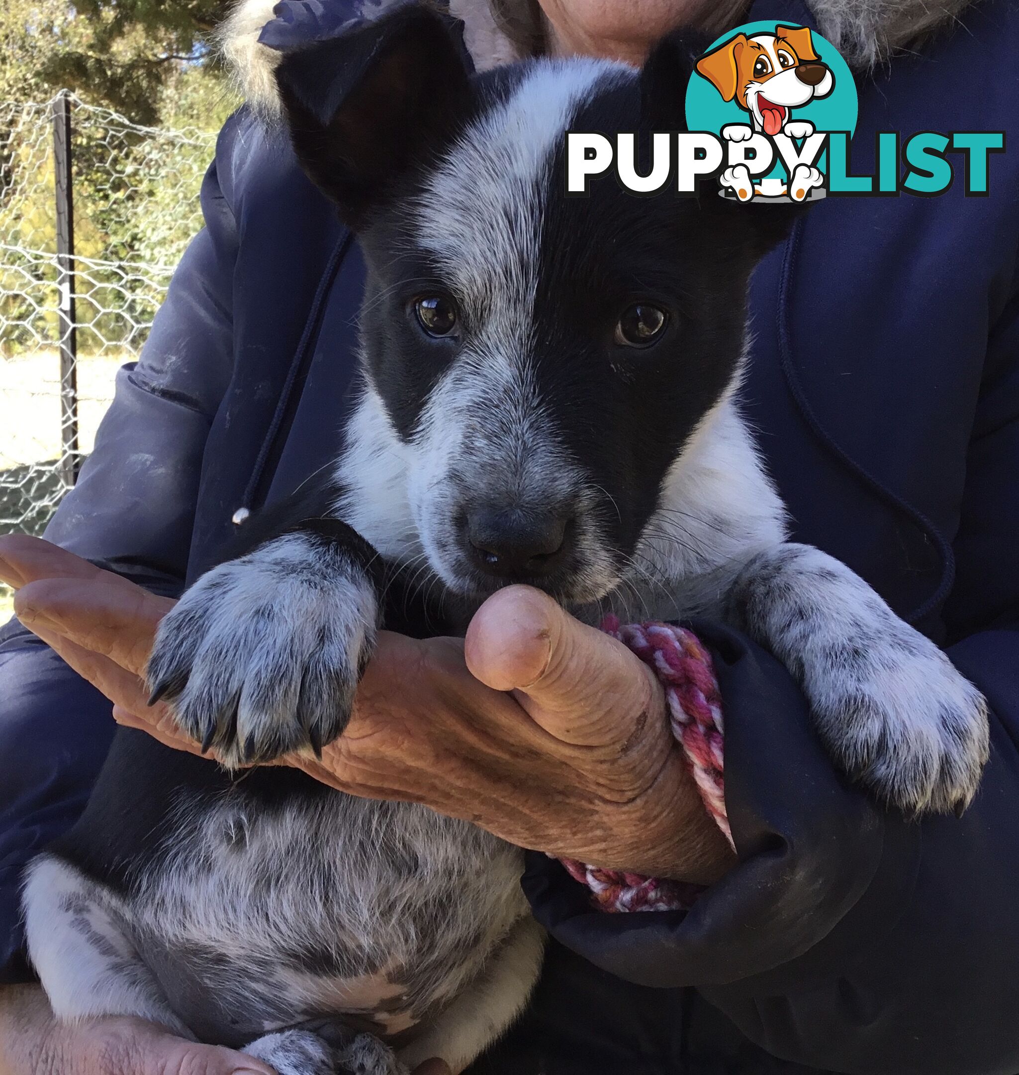 Border Collie x Blue Heeler x Kelpie Puppies