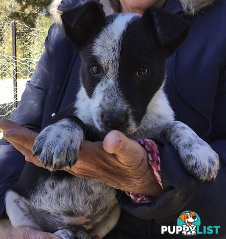 Border Collie x Blue Heeler x Kelpie Puppies