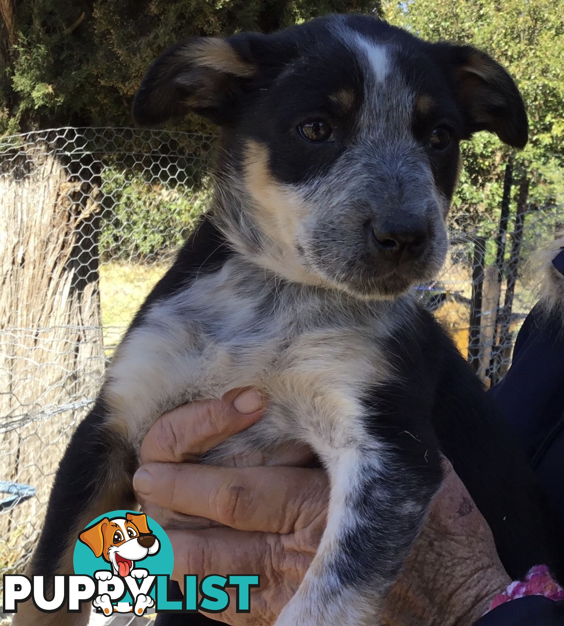 Border Collie x Blue Heeler x Kelpie Puppies