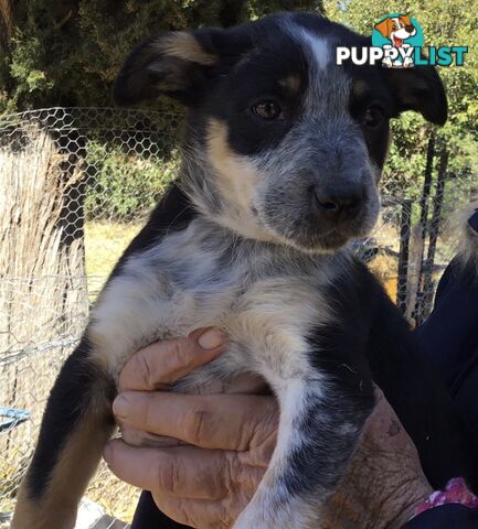 Border Collie x Blue Heeler x Kelpie Puppies