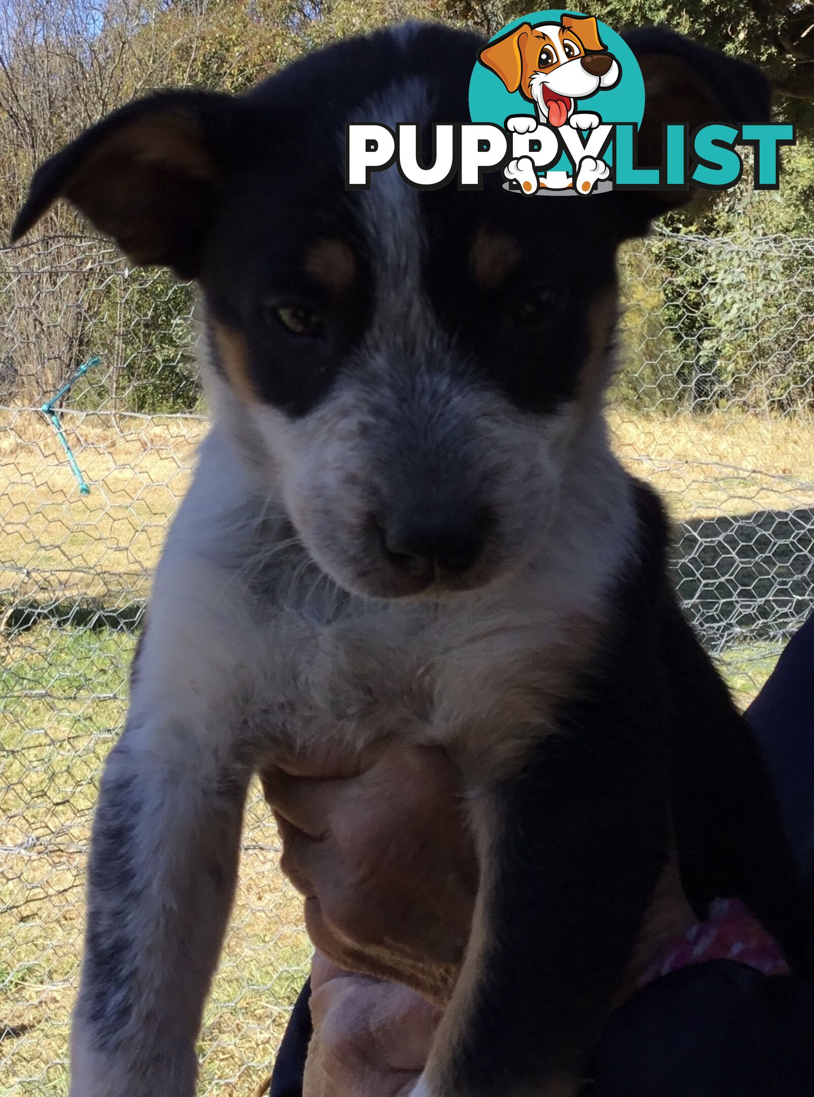 Border Collie x Blue Heeler x Kelpie Puppies