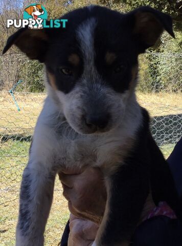 Border Collie x Blue Heeler x Kelpie Puppies