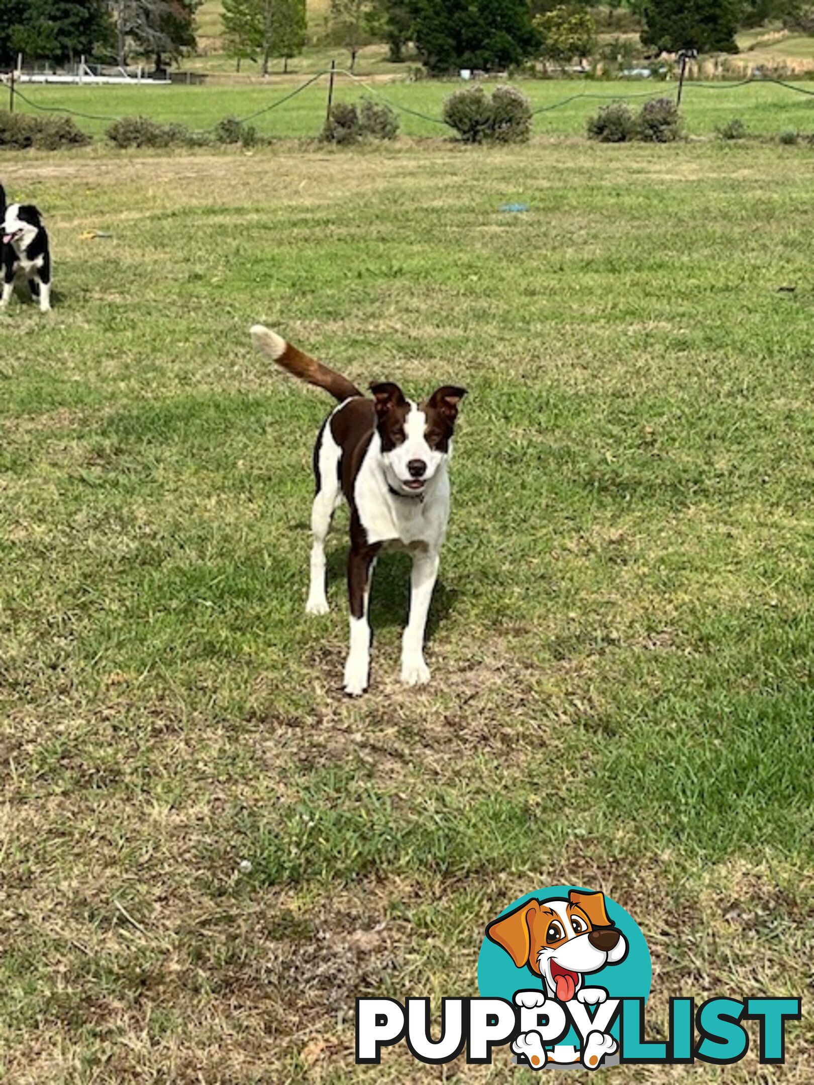 3 X Boarder Collie x and 1 x Kelpie x