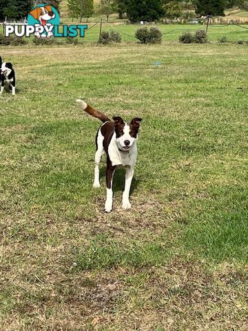 3 X Boarder Collie x and 1 x Kelpie x