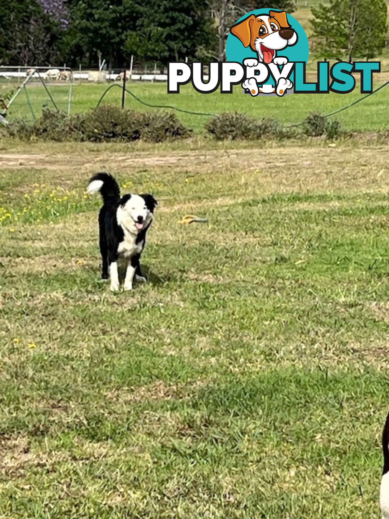 3 X Boarder Collie x and 1 x Kelpie x