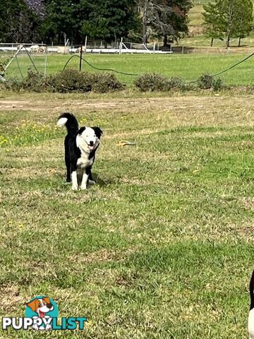 3 X Boarder Collie x and 1 x Kelpie x