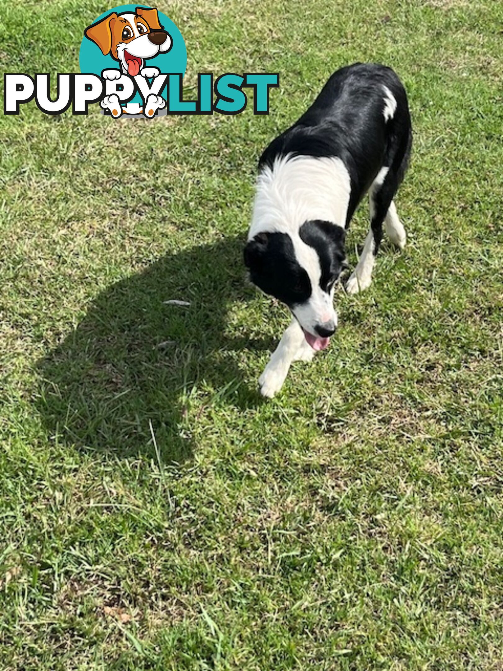 3 X Boarder Collie x and 1 x Kelpie x