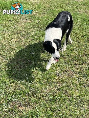 3 X Boarder Collie x and 1 x Kelpie x