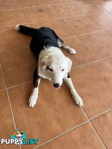 3 X Boarder Collie x and 1 x Kelpie x