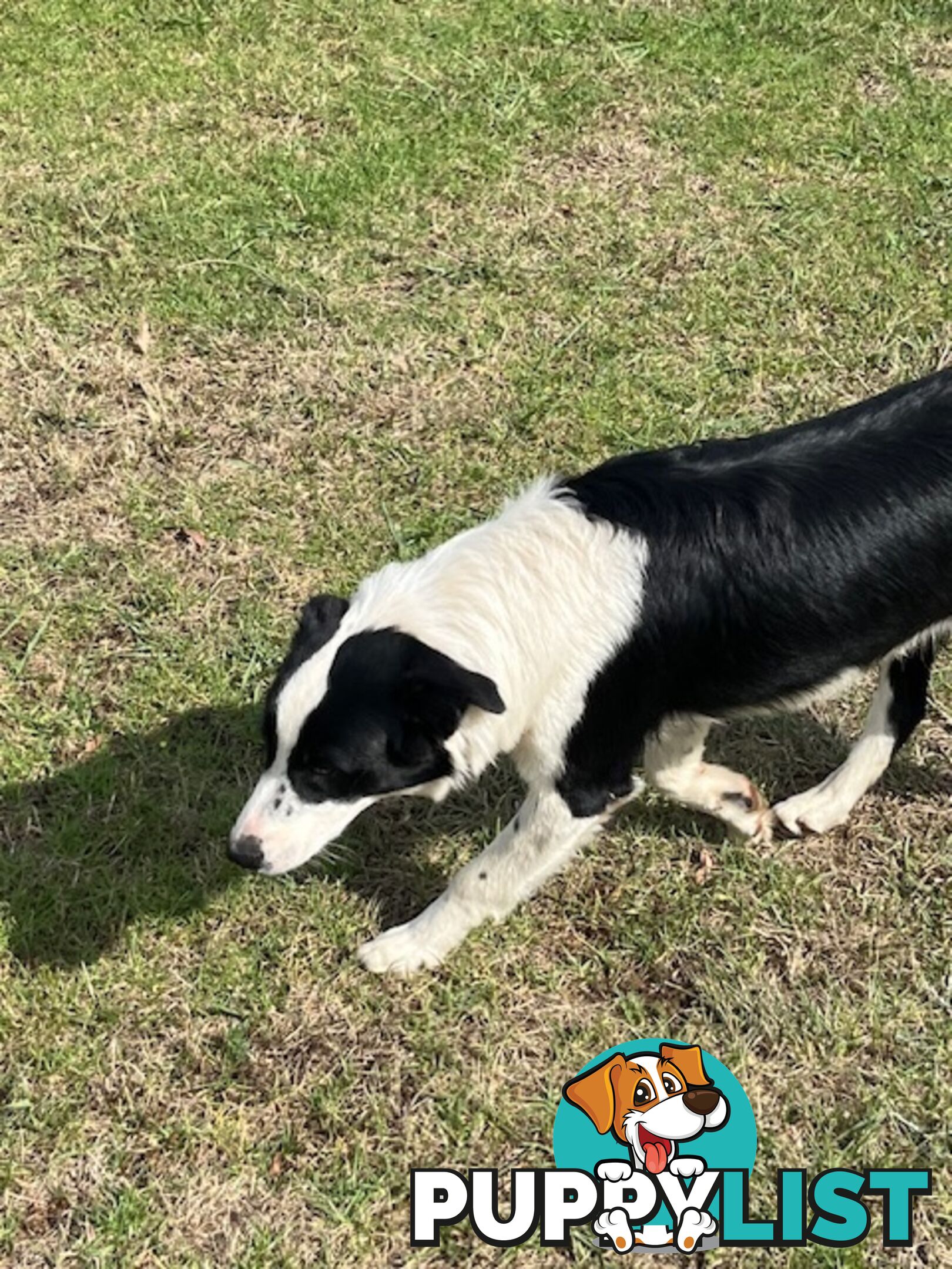 3 X Boarder Collie x and 1 x Kelpie x