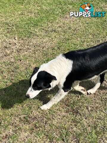 3 X Boarder Collie x and 1 x Kelpie x