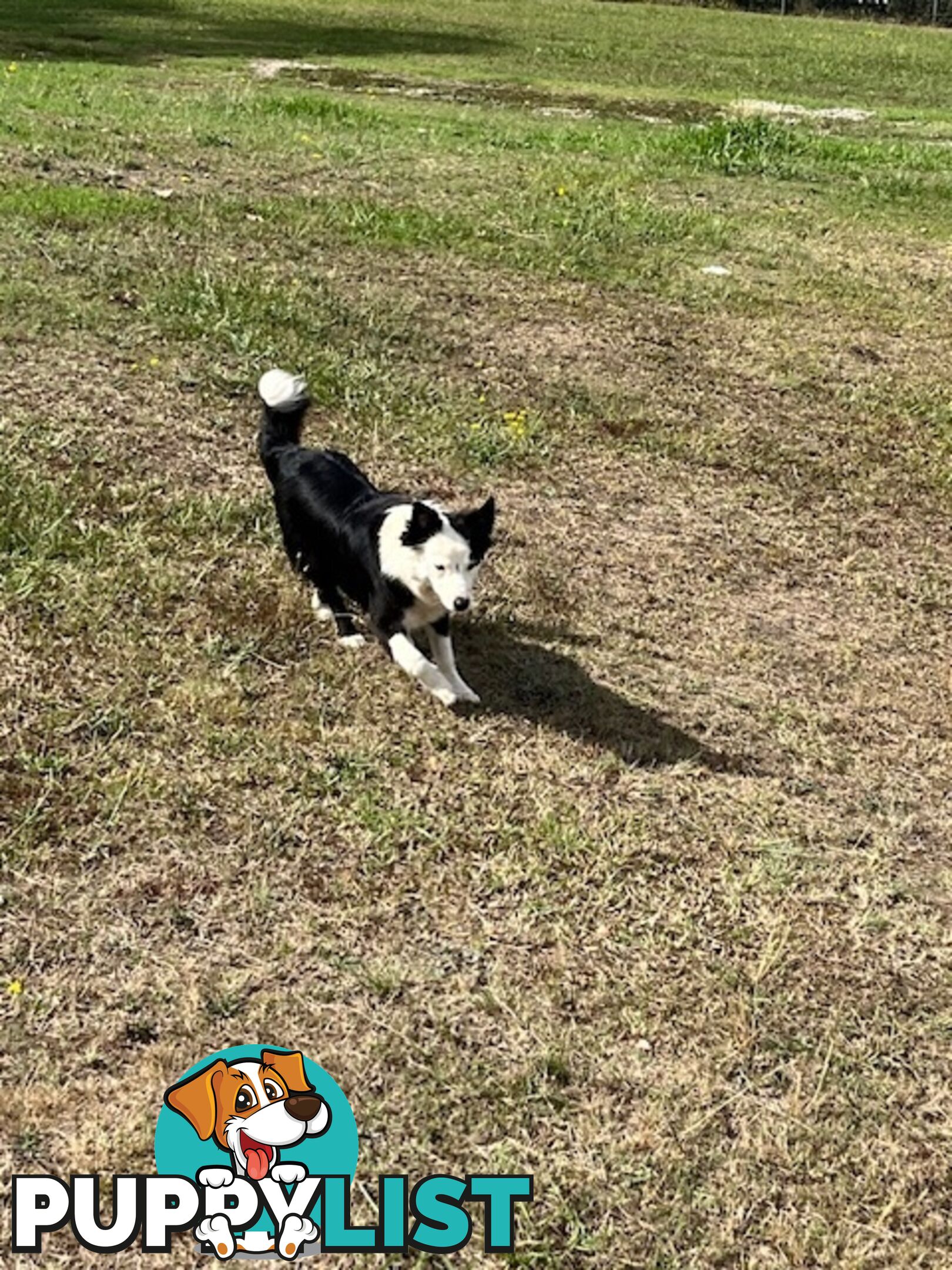 3 X Boarder Collie x and 1 x Kelpie x