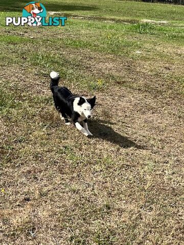 3 X Boarder Collie x and 1 x Kelpie x