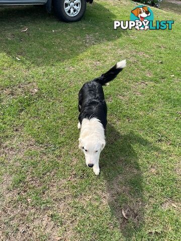 3 X Boarder Collie x and 1 x Kelpie x