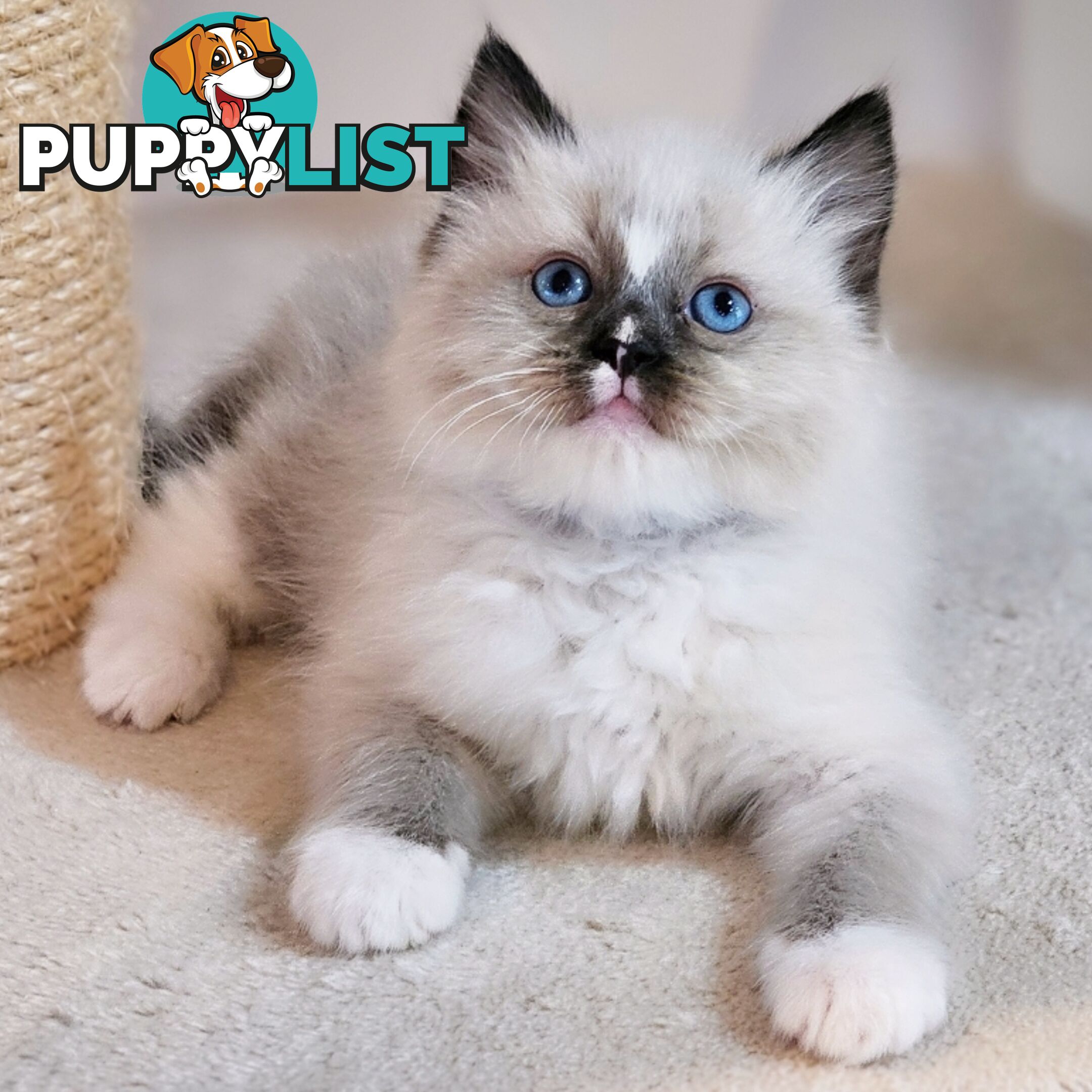 Wanted: RAGDOLL STUD SERVICE