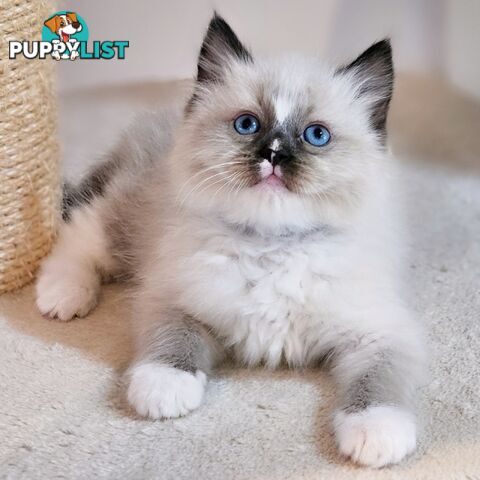 Wanted: RAGDOLL STUD SERVICE