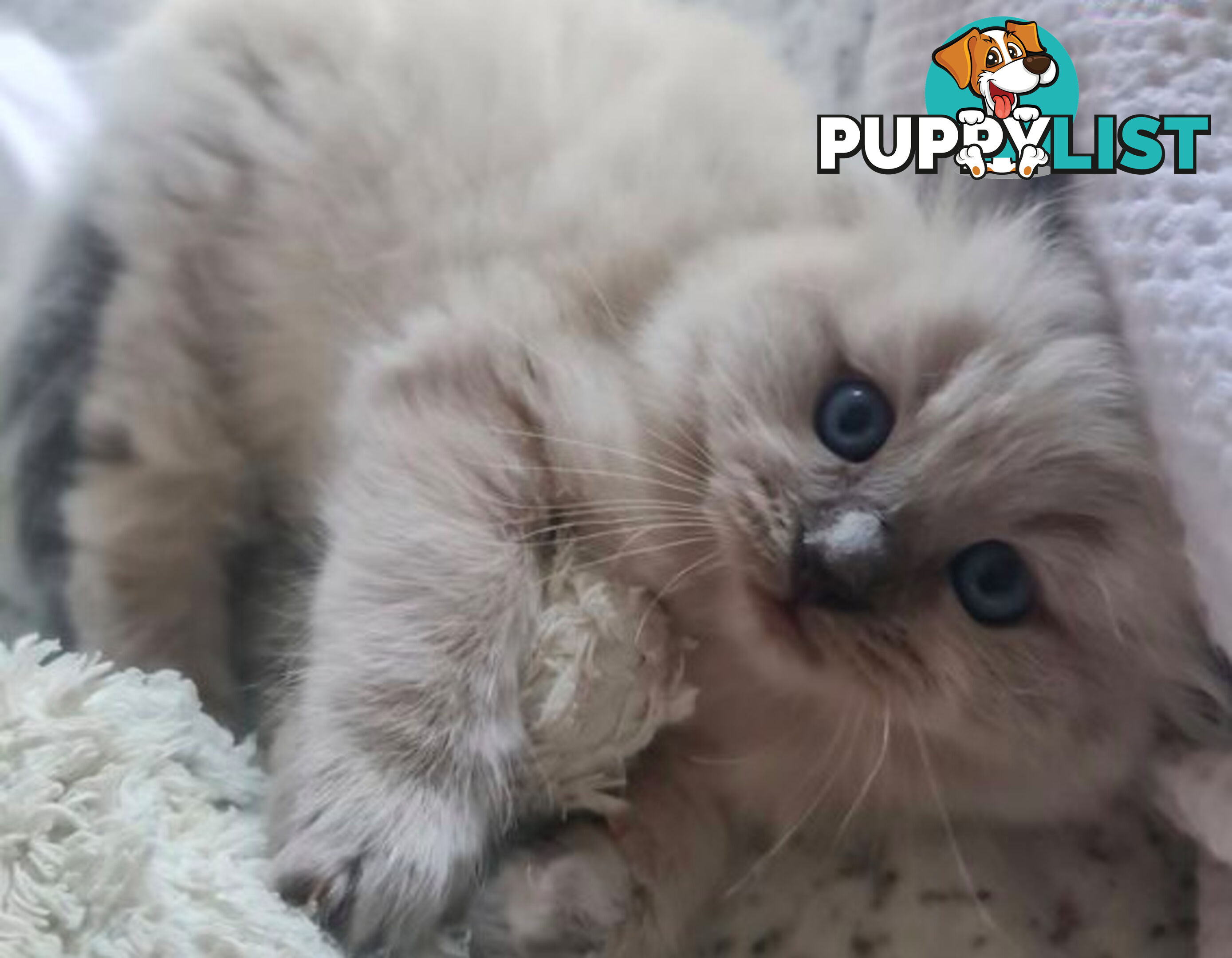 Wanted: RAGDOLL STUD SERVICE
