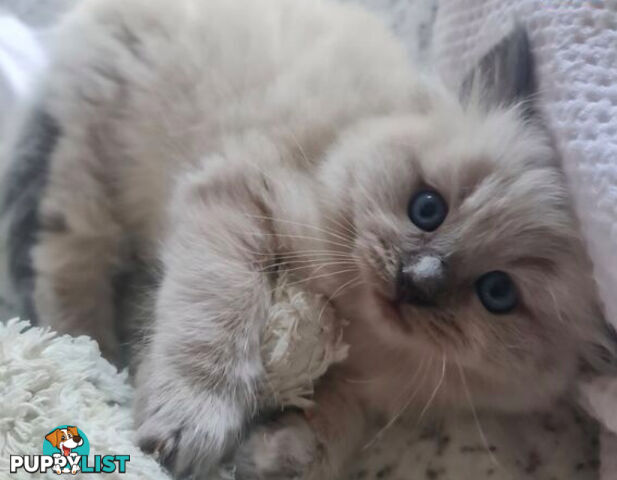 Wanted: RAGDOLL STUD SERVICE
