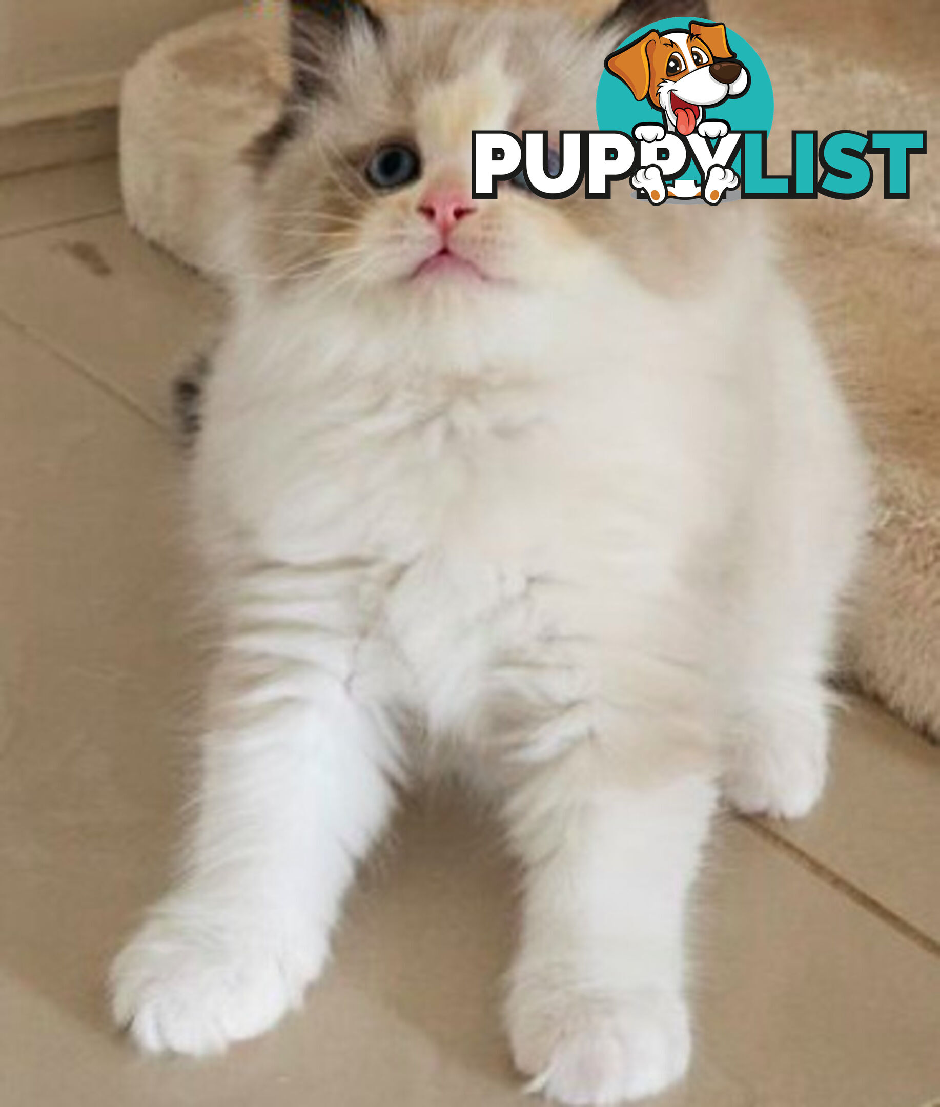 Wanted: RAGDOLL STUD SERVICE