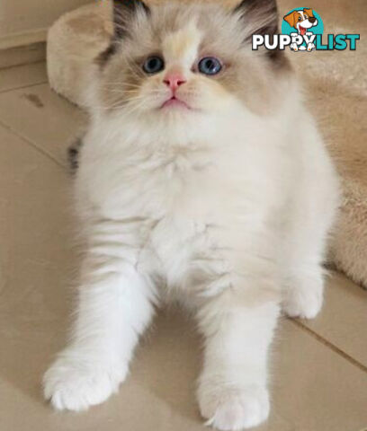 Wanted: RAGDOLL STUD SERVICE