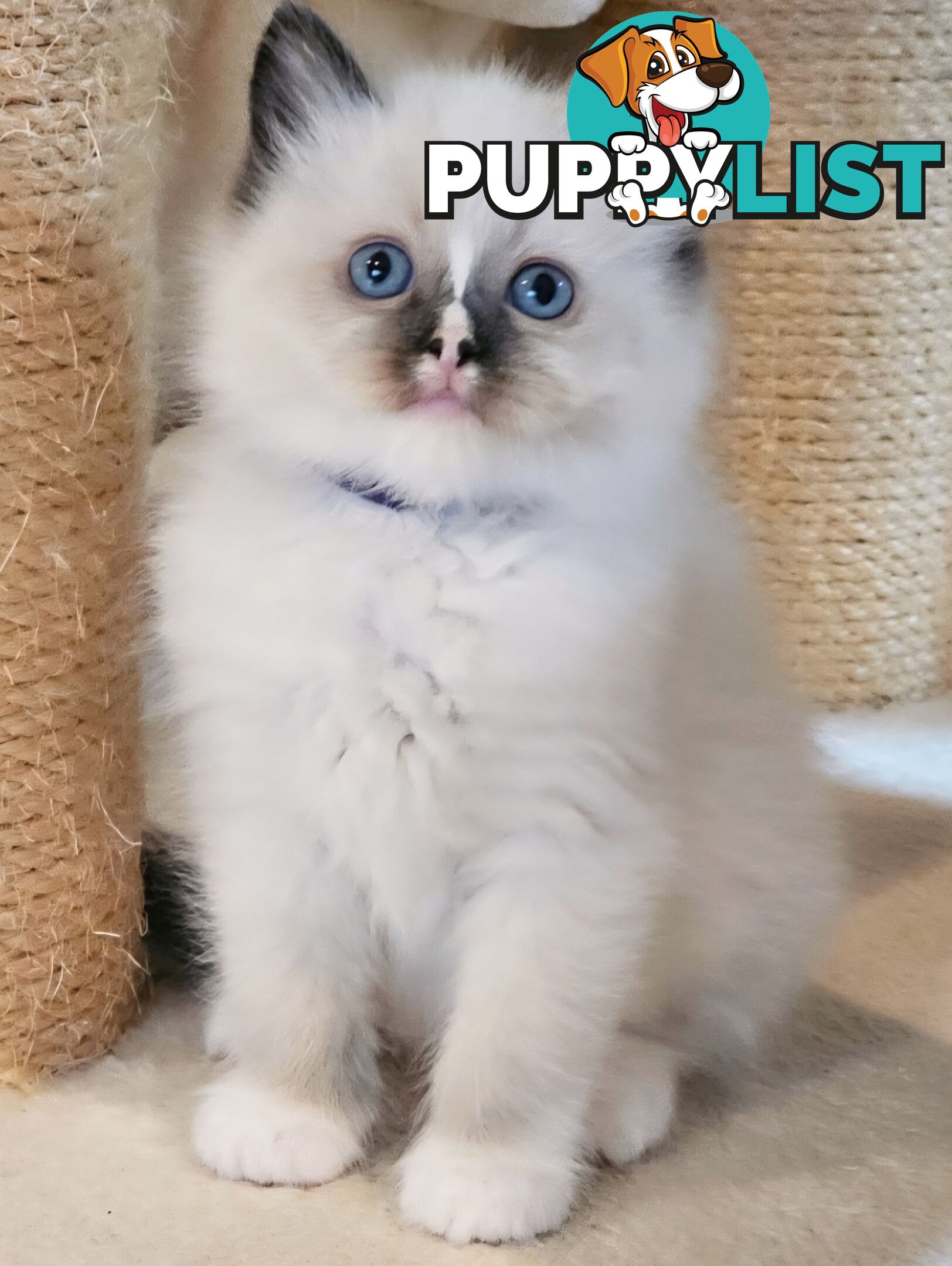 Wanted: RAGDOLL STUD SERVICE