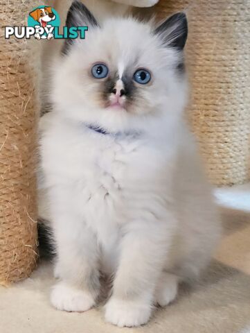 Wanted: RAGDOLL STUD SERVICE
