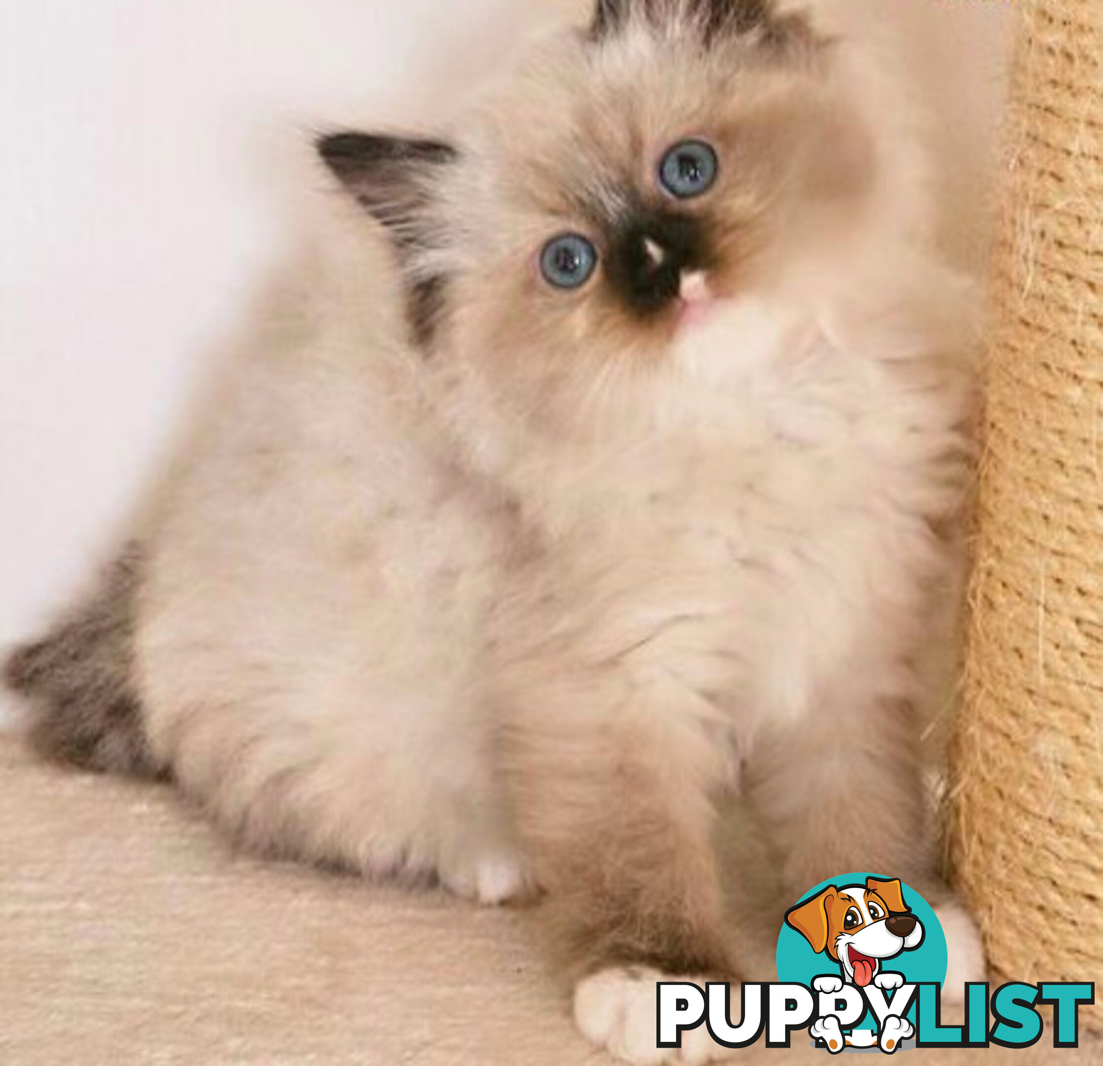 Wanted: RAGDOLL STUD SERVICE