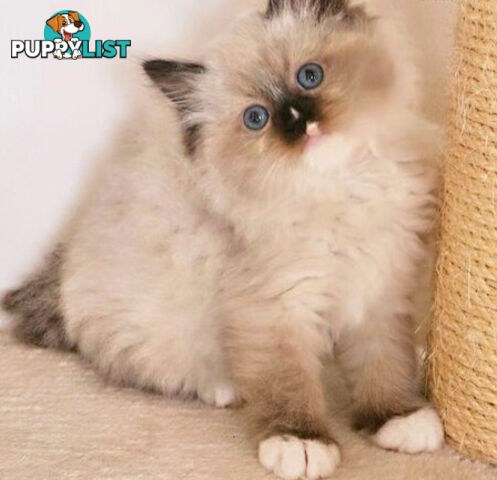 Wanted: RAGDOLL STUD SERVICE