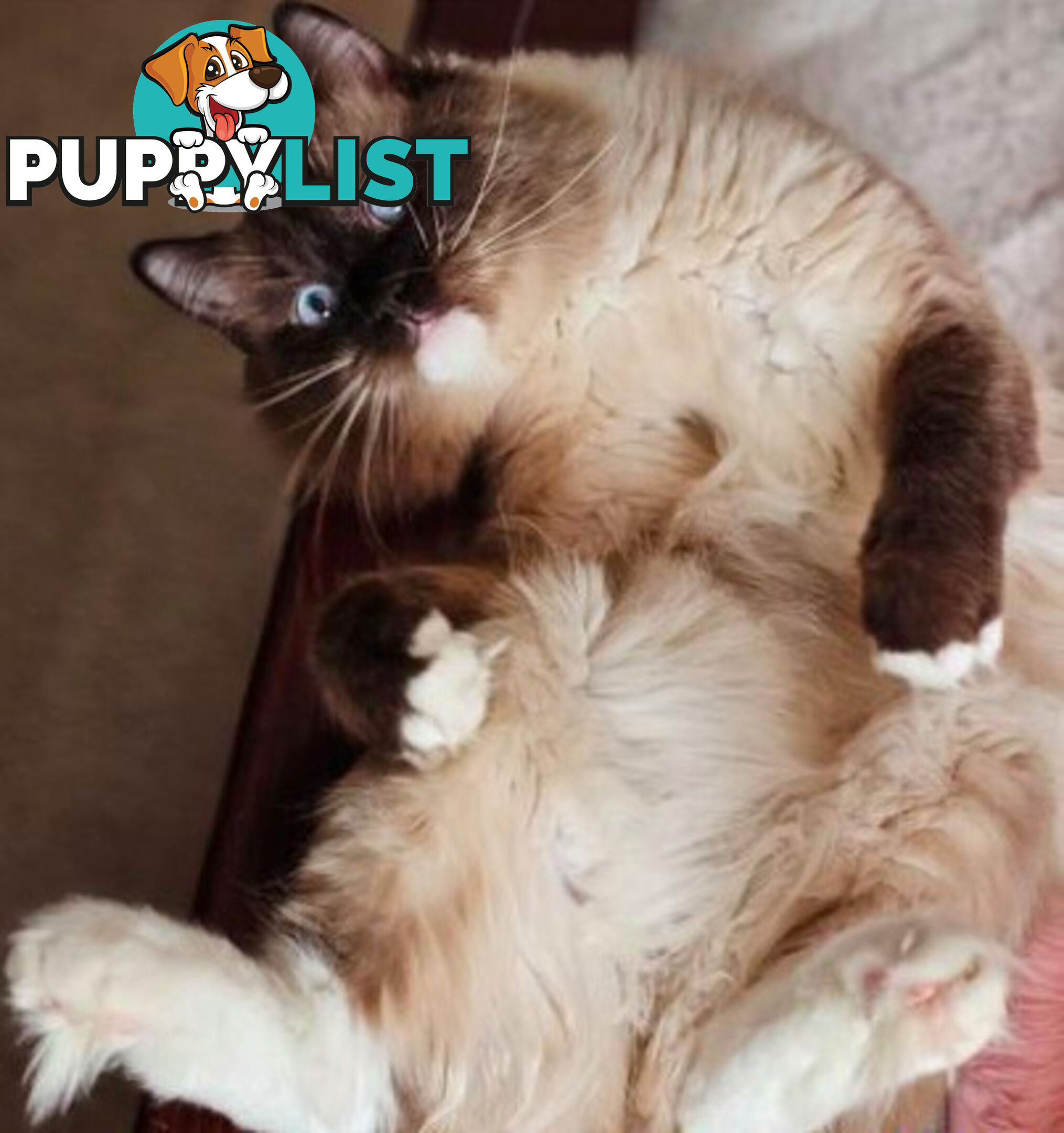 Wanted: RAGDOLL STUD SERVICE