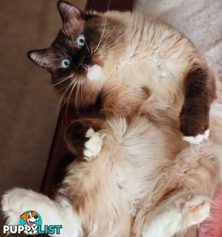 Wanted: RAGDOLL STUD SERVICE
