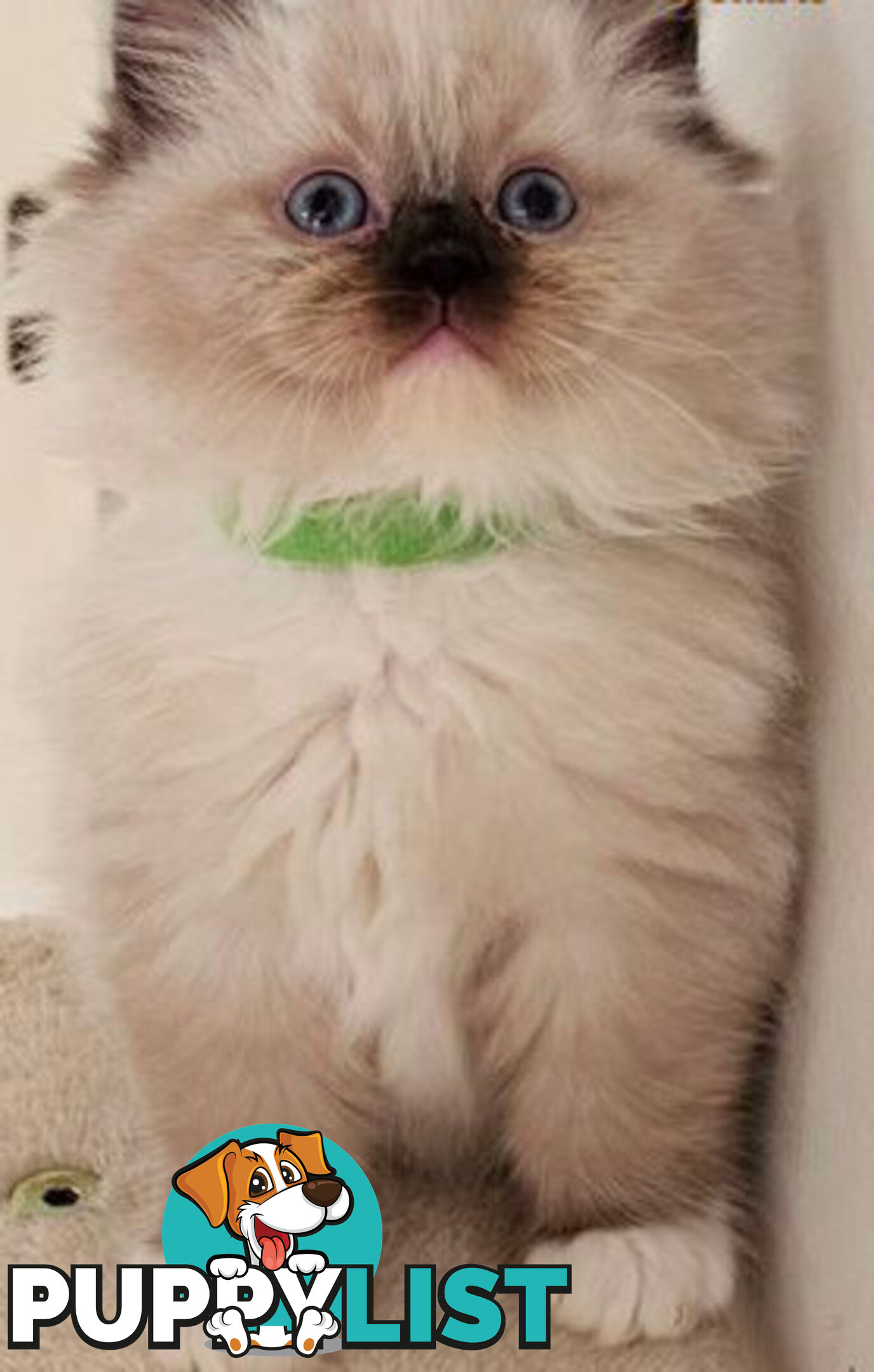 Wanted: RAGDOLL STUD SERVICE