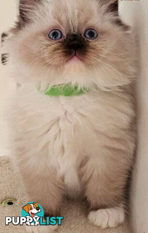 Wanted: RAGDOLL STUD SERVICE