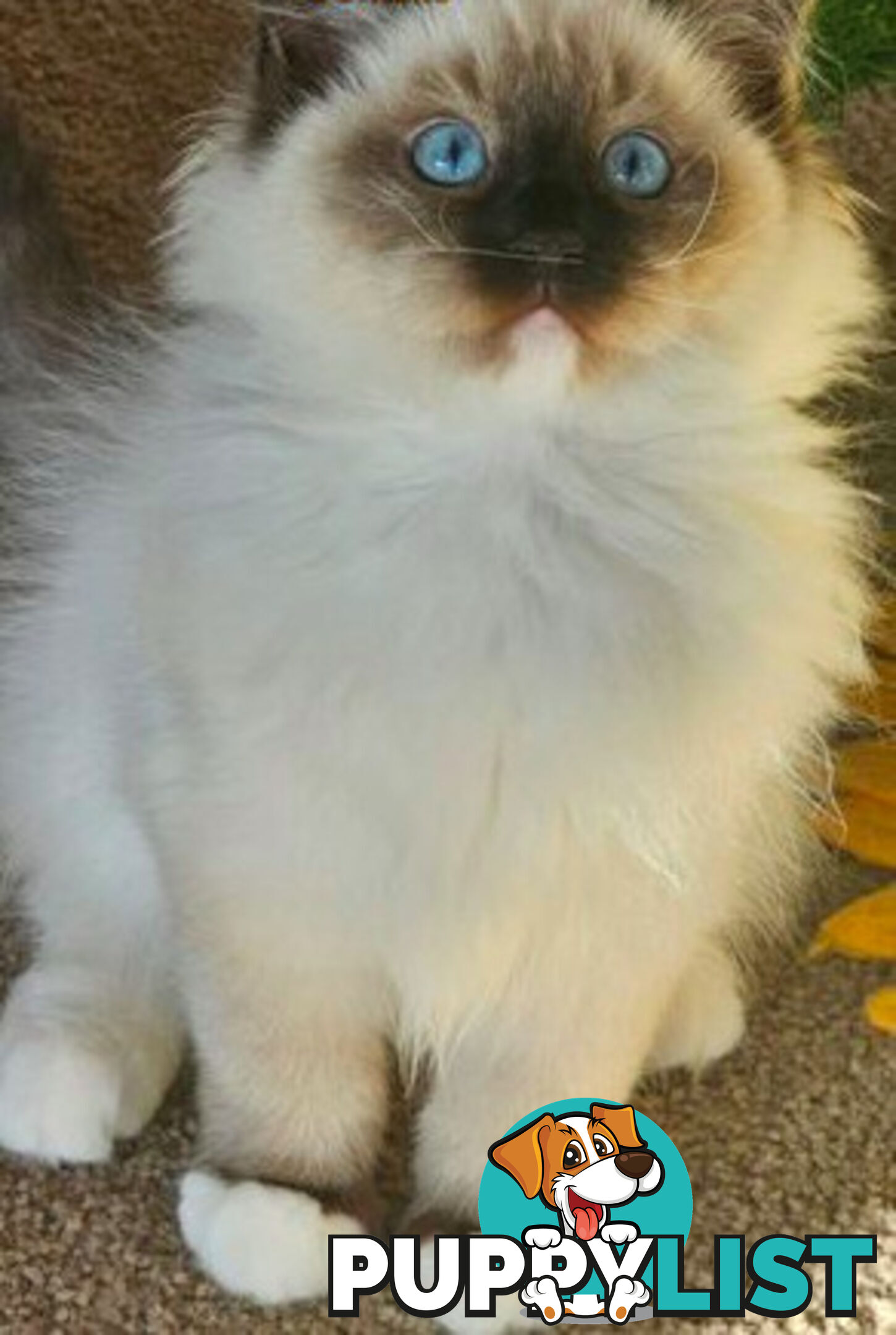 Wanted: RAGDOLL STUD SERVICE