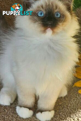 Wanted: RAGDOLL STUD SERVICE