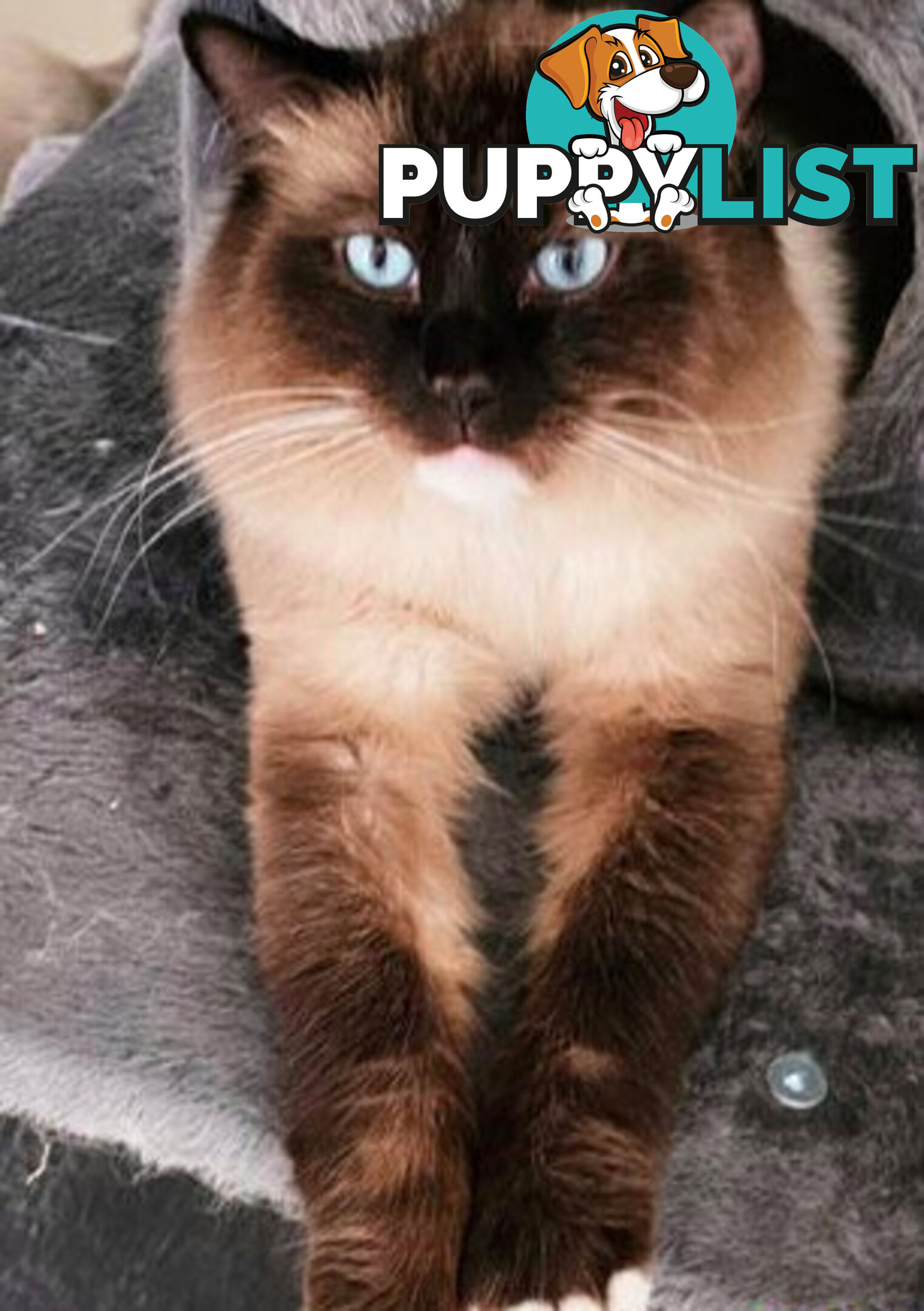 Wanted: RAGDOLL STUD SERVICE